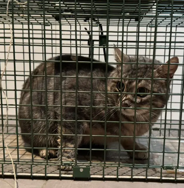 chat found   92100 Boulogne-Billancourt Justin