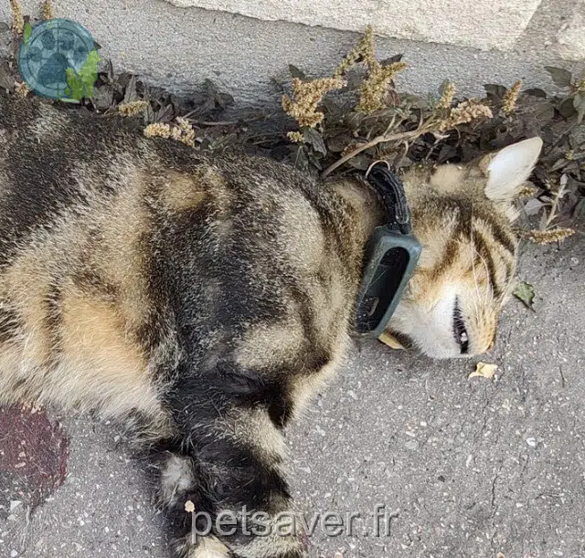 chat found 92700 Colombes 