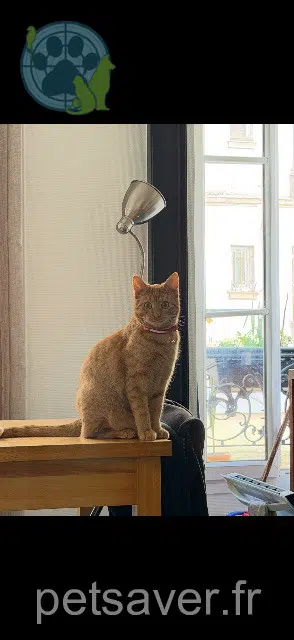 gatto found 92300 Levallois-Perret Simba