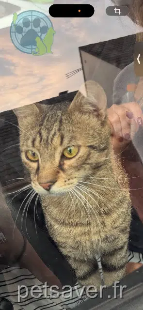 chat found 94450 Limeil-Brévannes 