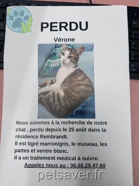 chat found 94800 Villejuif 