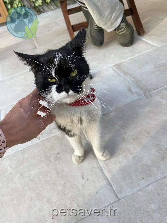 Chat Trouvé 95 Val-d'Oise Chat Trouvé 95 Val-d'Oise