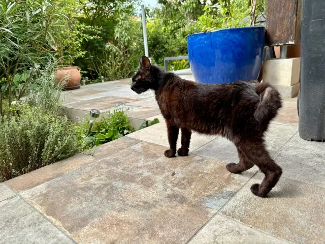 chat found   95830 Cormeilles-en-Vexin Simba