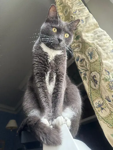 Chatte Perdue 01 Ain Chatte Perdue 01 Ain