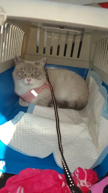 chatte lost   01430 Ceignes Alba