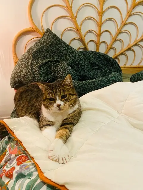 chatte lost   01120 Montluel Arietty