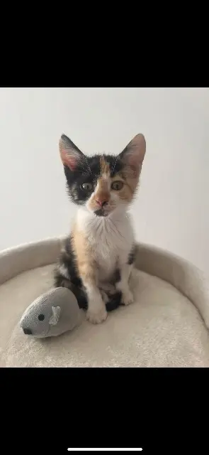 chatte lost   01340 Attignat Arwen