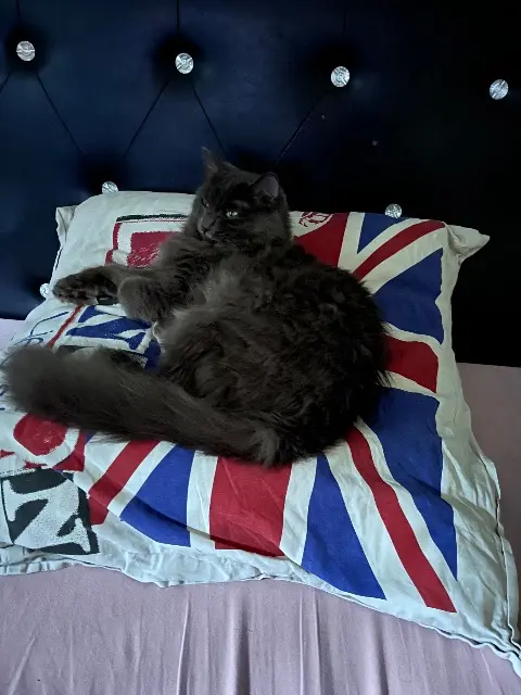 chatte lost   01160 Varambon Bella