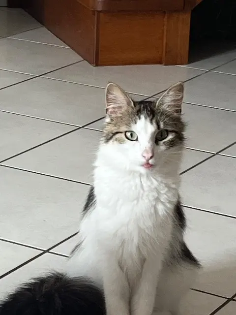 chatte lost   01140 Thoissey Bouboule