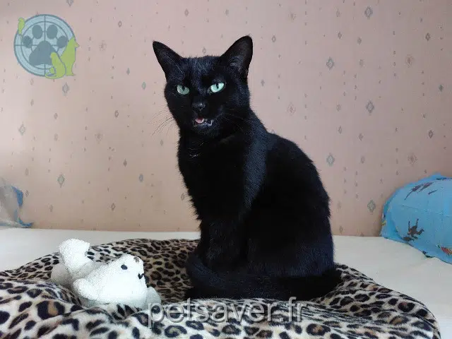 chatte lost   01640 Jujurieux Cachoue