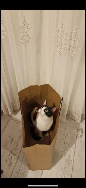 chatte lost   01440 Viriat Calcifer