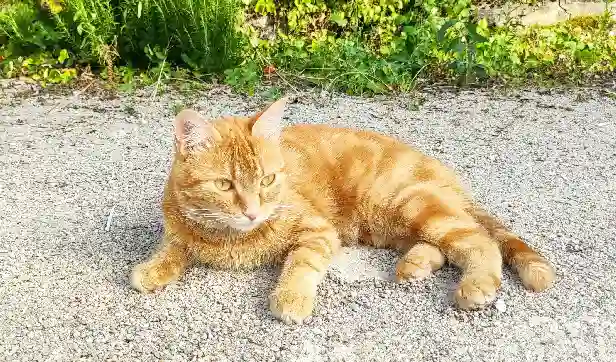 Chatte Perdue 01 Ain - Chatoune Chatte Perdue 01 Ain - Chatoune