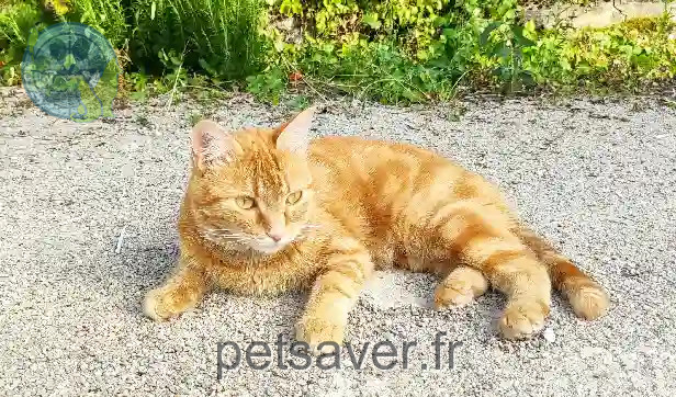 Chatte Perdue 01 Ain - Chatoune Chatte Perdue 01 Ain - Chatoune