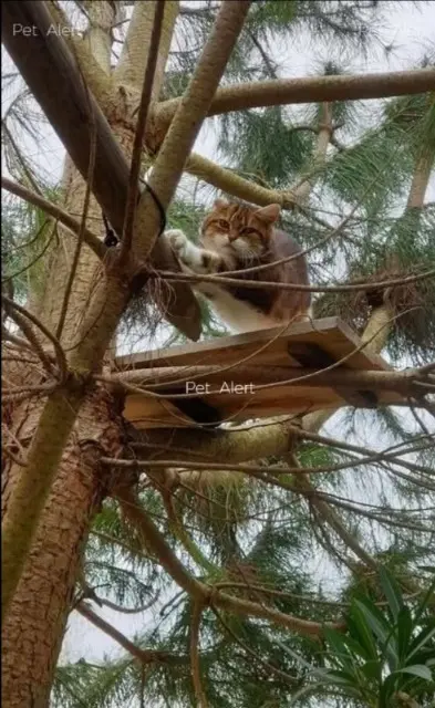 chatte lost   01400 Châtillon-sur-Chalaronne Josette