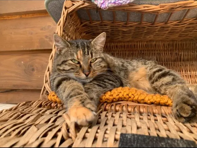 chatte lost   01400 Châtillon-sur-Chalaronne KITTIE