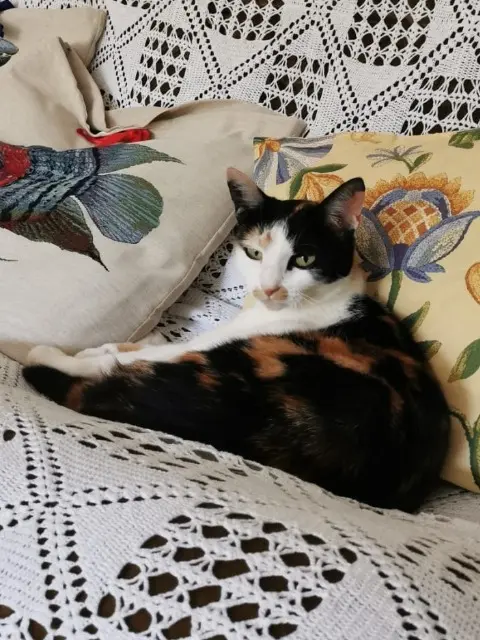 chatte lost   01100 Oyonnax Clochette