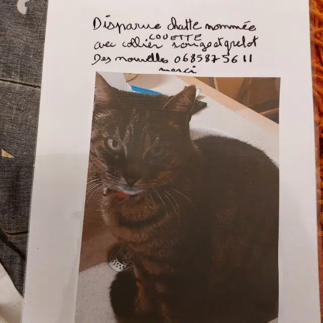 chatte lost   01500 Ambérieu-en-Bugey Couette