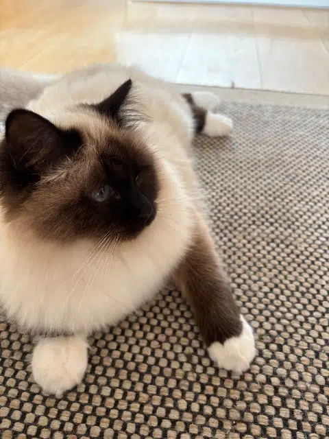 chatte lost   01170 Gex Dalie