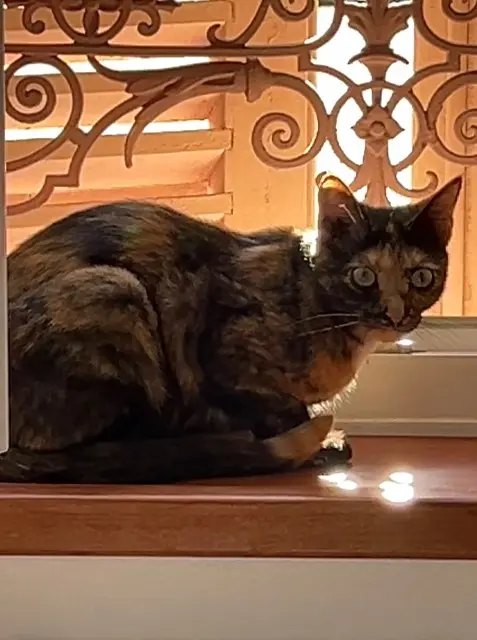 chatte lost   01250 Simandre-sur-Suran Gouash