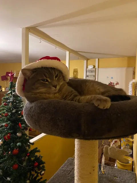 chatte lost   01480 Savigneux Gouzouille