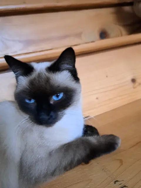 chatte lost   01250 Villereversure Ina