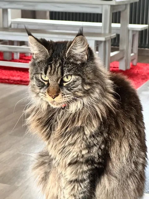 chatte lost   01360 Béligneux jade
