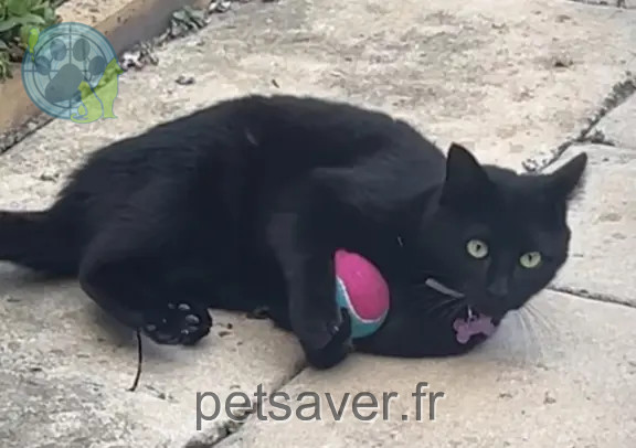 Chatte Perdue 01 Ain - Judy Chatte Perdue 01 Ain - Judy