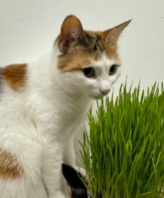 chatte lost   01290 Pont-de-Veyle Kiara