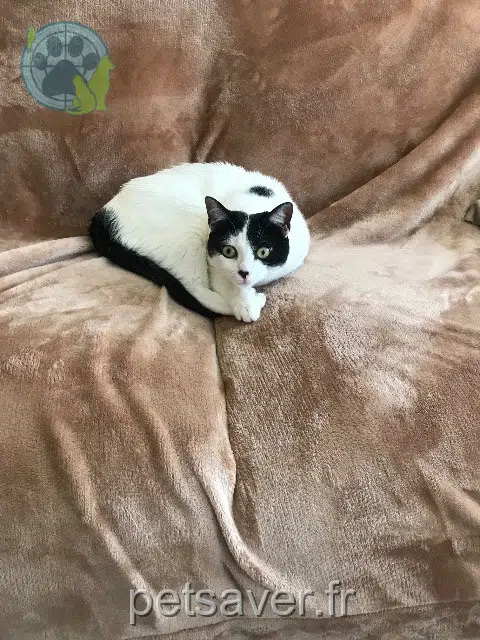 chatte lost   01700 Beynost Kitty