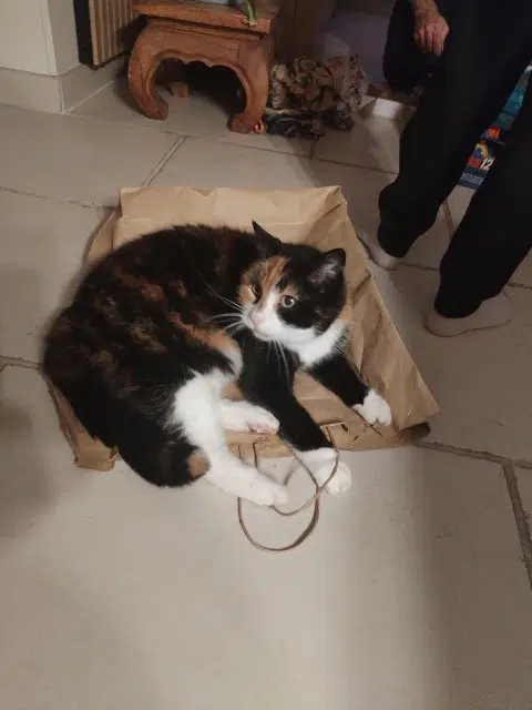 chatte lost   01960 Péronnas Krysta