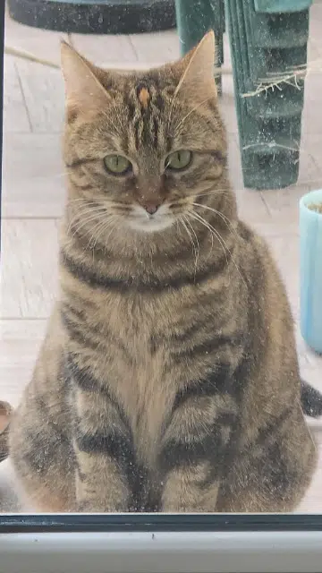 chatte lost   01500 Saint-Denis-en-Bugey Kumquat