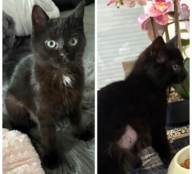 chatte lost   01280 Prévessin Lady