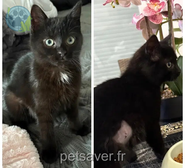gata perdida 01280 Prévessin Lady gata lost 01280 Prévessin Lady