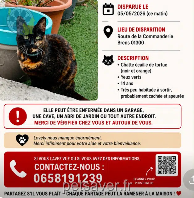 chatte lost   01300 Brens Lovely