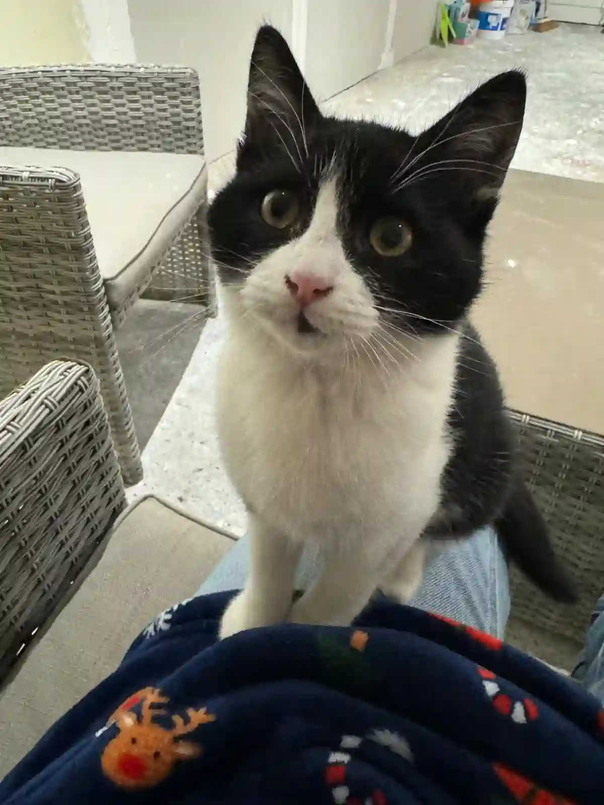 Chatte Perdue 01 Ain - Luna Chatte Perdue 01 Ain - Luna