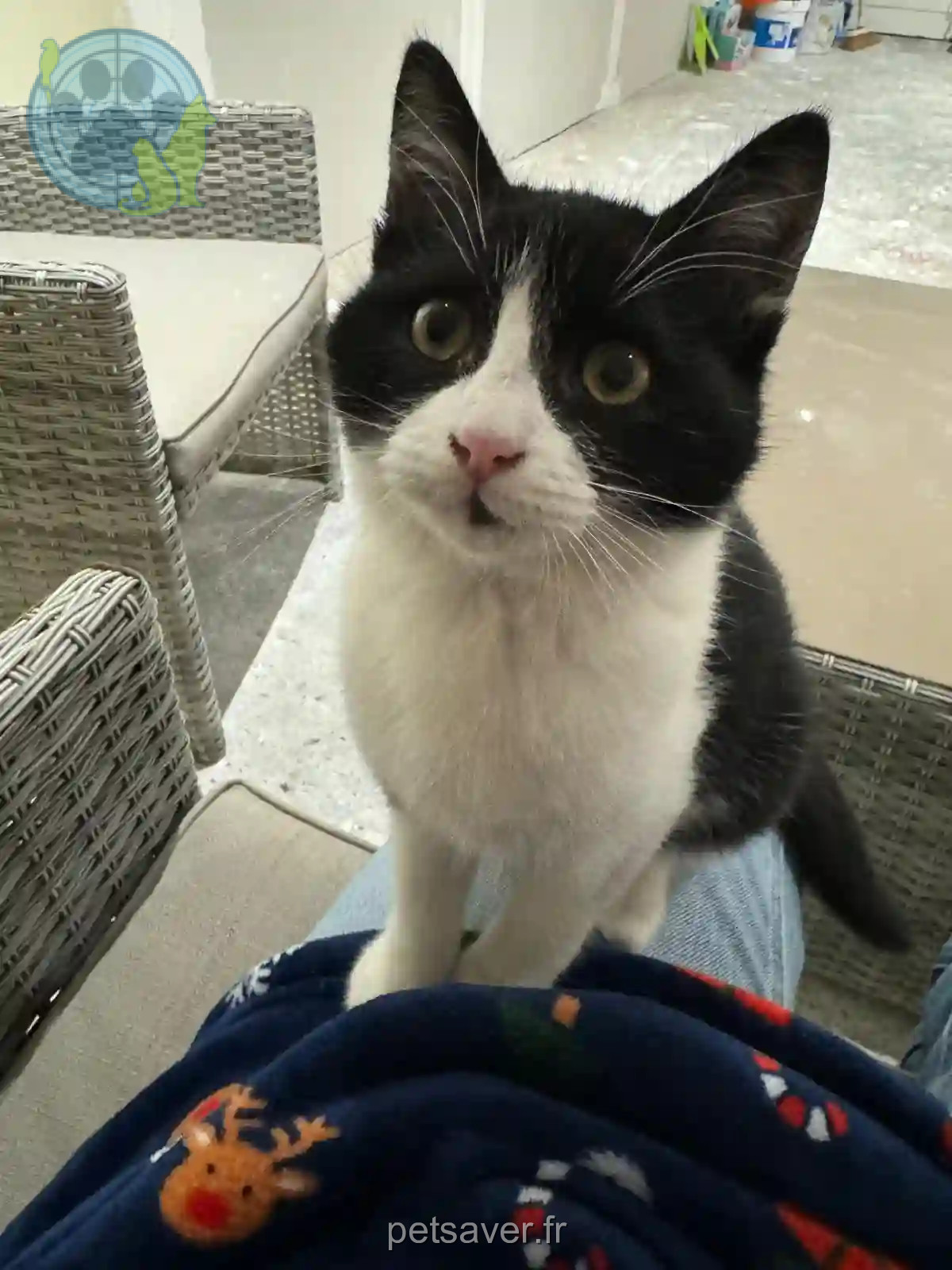 Chatte Perdue 01 Ain - Luna Chatte Perdue 01 Ain - Luna