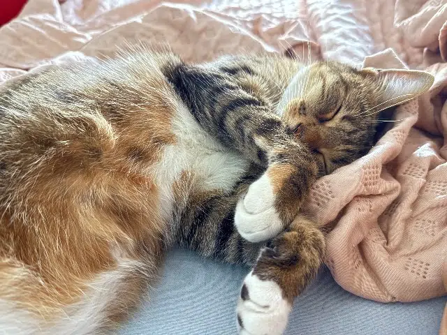 chatte lost   01700 Miribel Luna