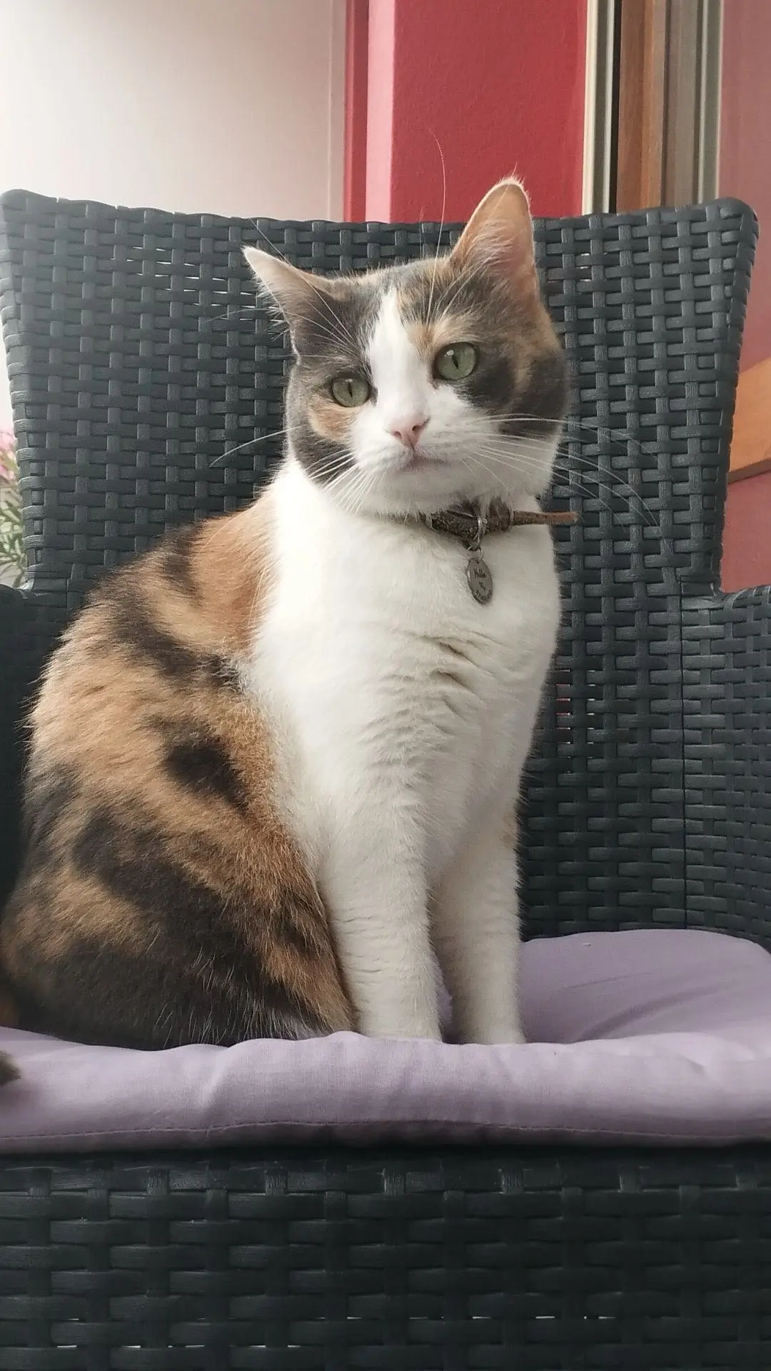 Chatte Perdue 01 Ain - Makha Chatte Perdue 01 Ain - Makha