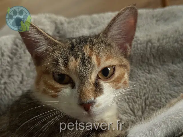 chatte lost   01500 Ambronay Malabars