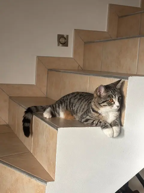 chatte lost   01800 Meximieux Maya