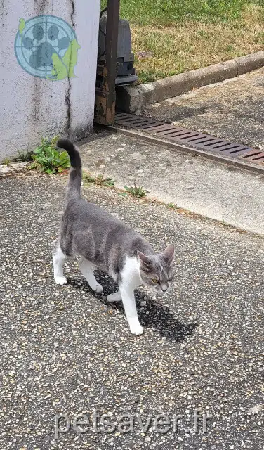 chatte lost   01310 Polliat Micha