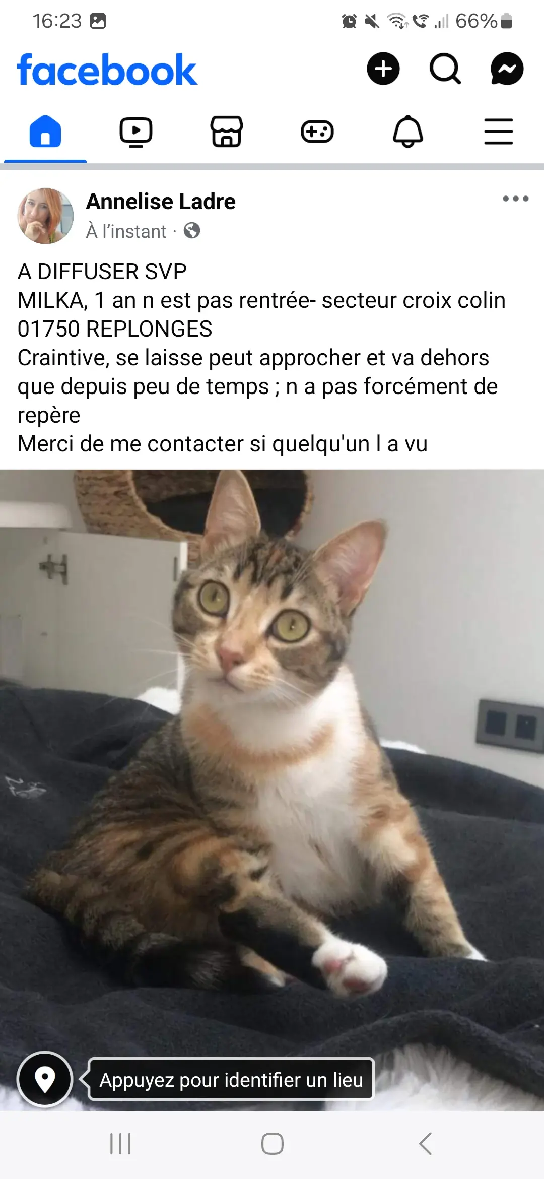 Chatte Perdue 01 Ain - Milka Chatte Perdue 01 Ain - Milka