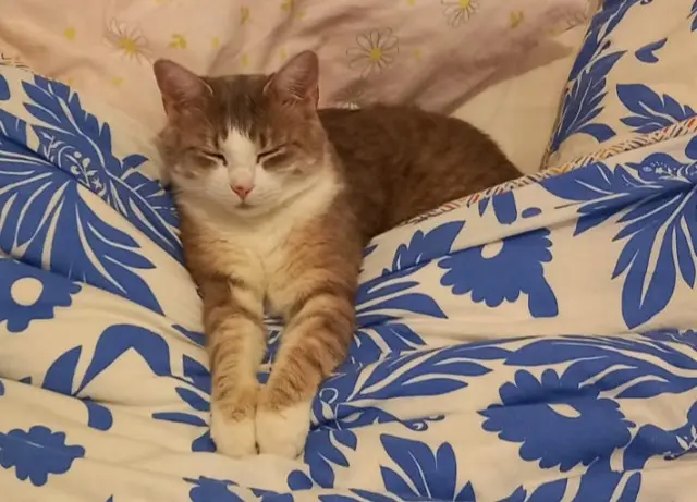 chatte lost   01320 Chalamont MIMINE