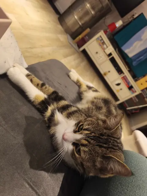 chatte lost   01190 Chevroux Mimou