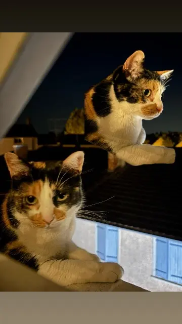 chatte lost   01120 Montluel Minette