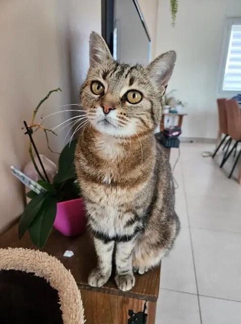 chatte lost   01560 Saint-Trivier-de-Courtes Moon