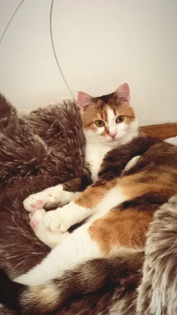 chatte lost   01400 Neuville-les-Dames Muezza