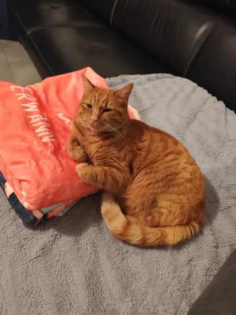chatte lost   01480 Savigneux Nala