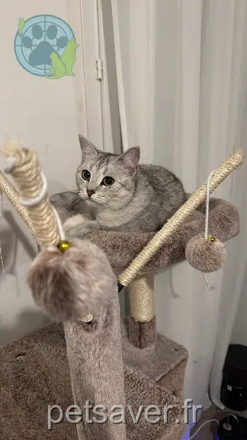 chatte lost   01630 Saint-Genis-Pouilly Naya