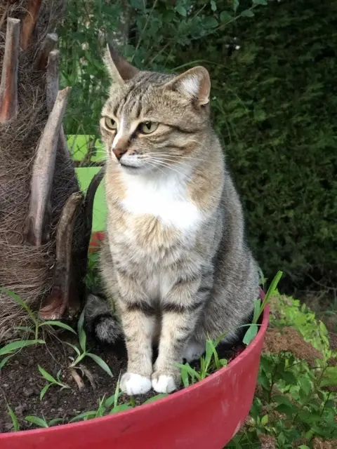 chatte lost   01800 Meximieux Nina